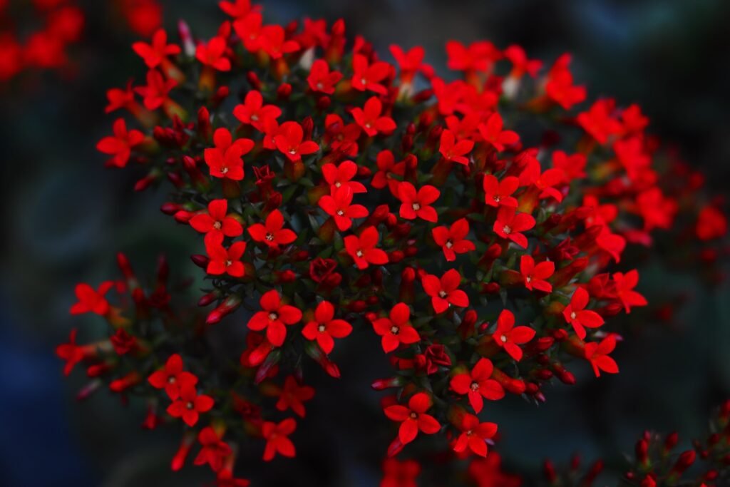 selective focus photography of blooming red flower